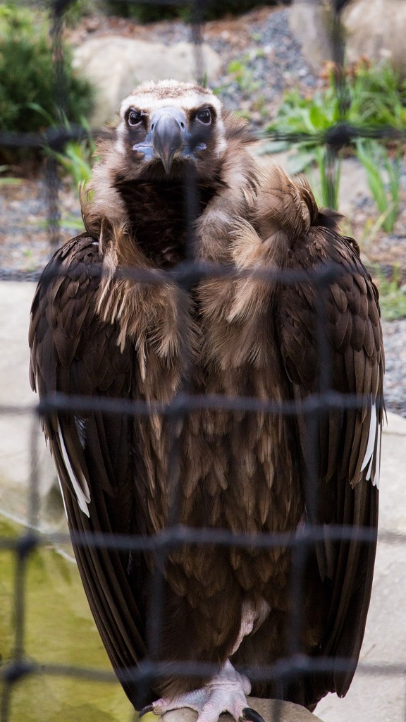 un vautour au zoo de Vincennes